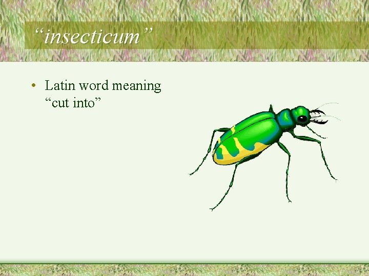 “insecticum” • Latin word meaning “cut into” 