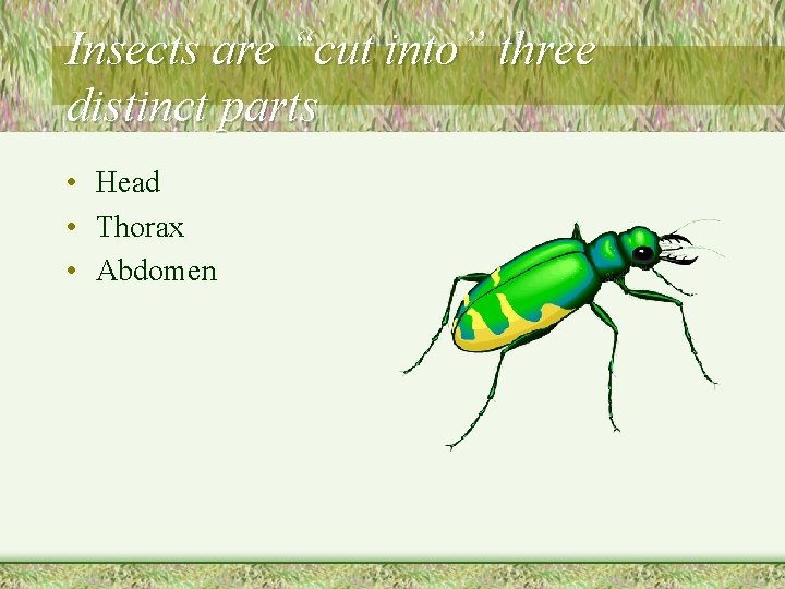 Insects are “cut into” three distinct parts • Head • Thorax • Abdomen 