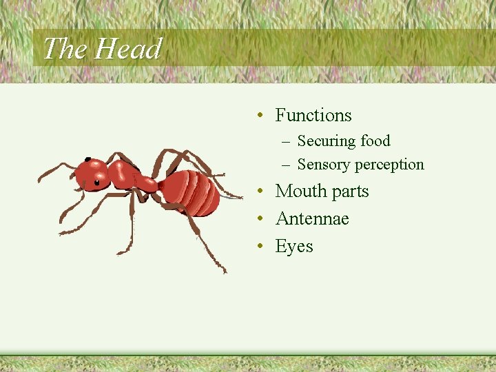 The Head • Functions – Securing food – Sensory perception • Mouth parts •