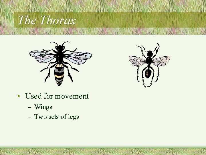 The Thorax • Used for movement – Wings – Two sets of legs 