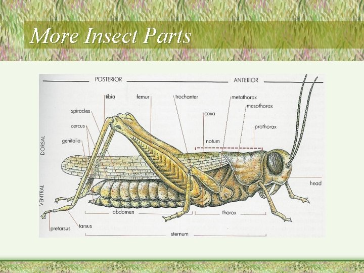 More Insect Parts 