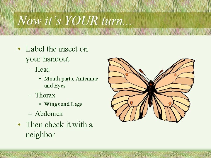Now it’s YOUR turn. . . • Label the insect on your handout –