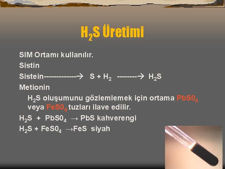 H 2 S Üretimi SIM Ortamı kullanılır. Sistin Sistein------- S + H 2 ----