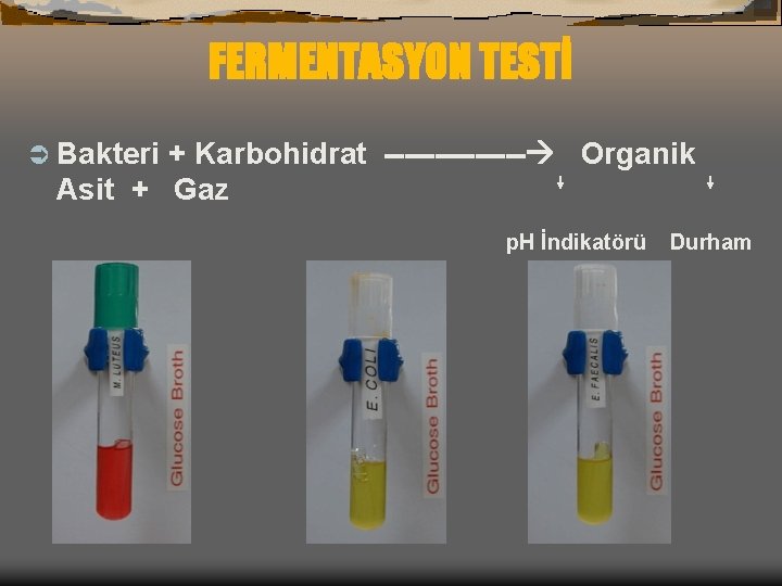 FERMENTASYON TESTİ Ü Bakteri + Karbohidrat ------- Organik Asit + Gaz p. H İndikatörü