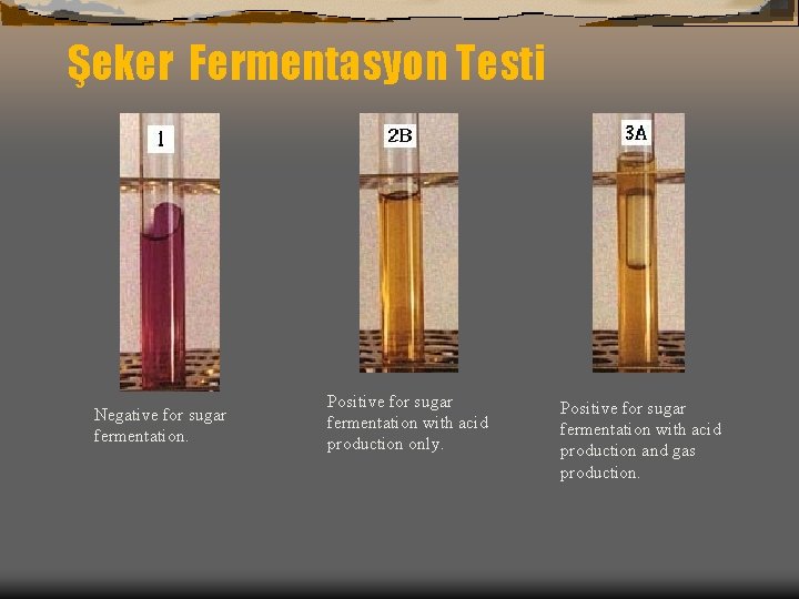 Şeker Fermentasyon Testi Negative for sugar fermentation. Positive for sugar fermentation with acid production