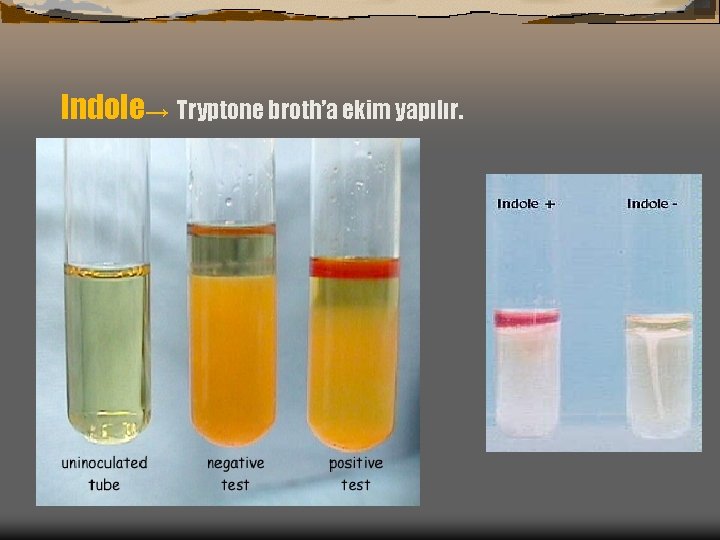 Indole→ Tryptone broth’a ekim yapılır. 