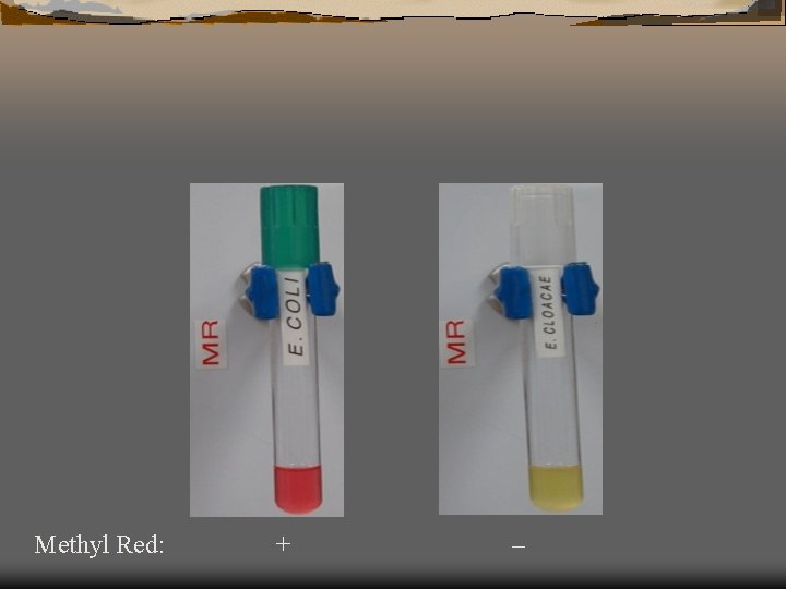 Methyl Red: + – 