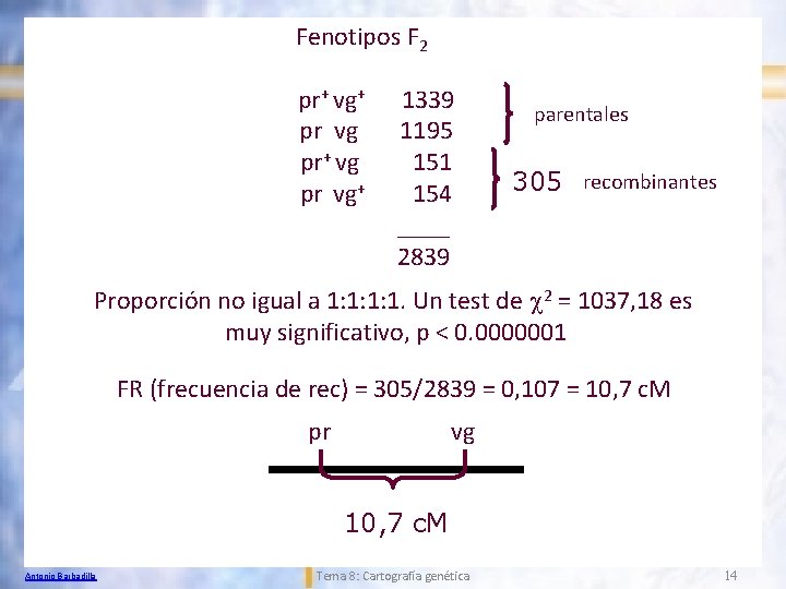Fenotipos F 2 pr+ vg+ pr vg pr+ vg pr vg+ 1339 1195 151