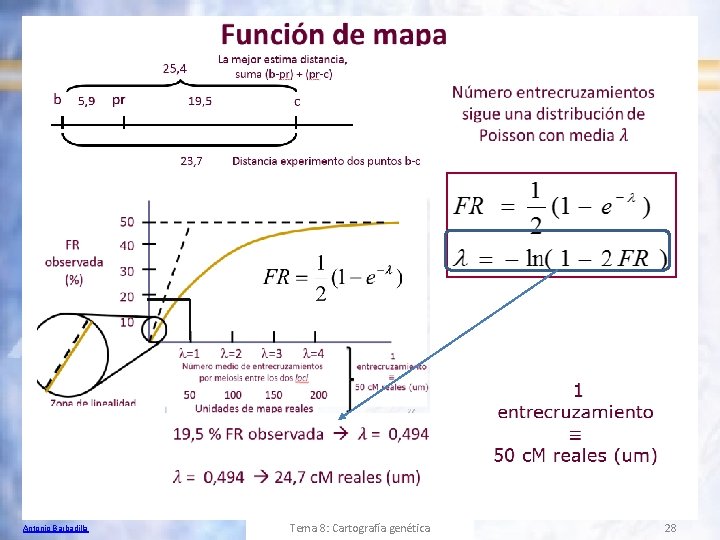 Antonio Barbadilla Tema 8: Cartografía genética 28 