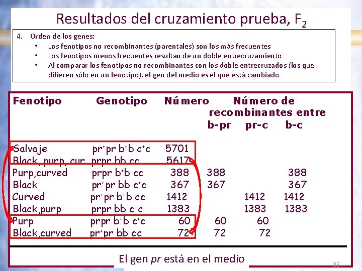 Resultados del cruzamiento prueba, F 2 4. Orden de los genes: • Los fenotipos