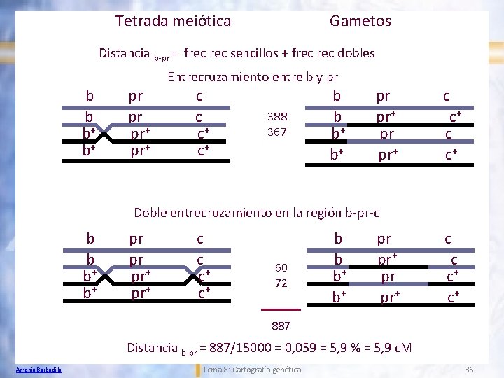 Tetrada meiótica Gametos Distancia b-pr = frec sencillos + frec dobles Entrecruzamiento entre b