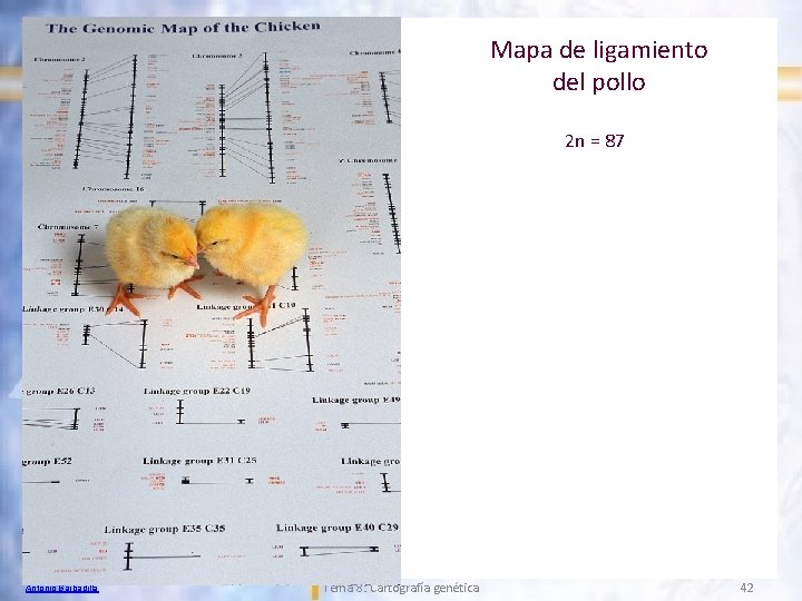 Mapa de ligamiento del pollo 2 n = 87 Antonio Barbadilla Tema 8: Cartografía