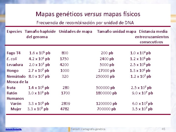 Mapas genéticos versus mapas físicos Frecuencia de recombinación por unidad de DNA Especies Tamaño