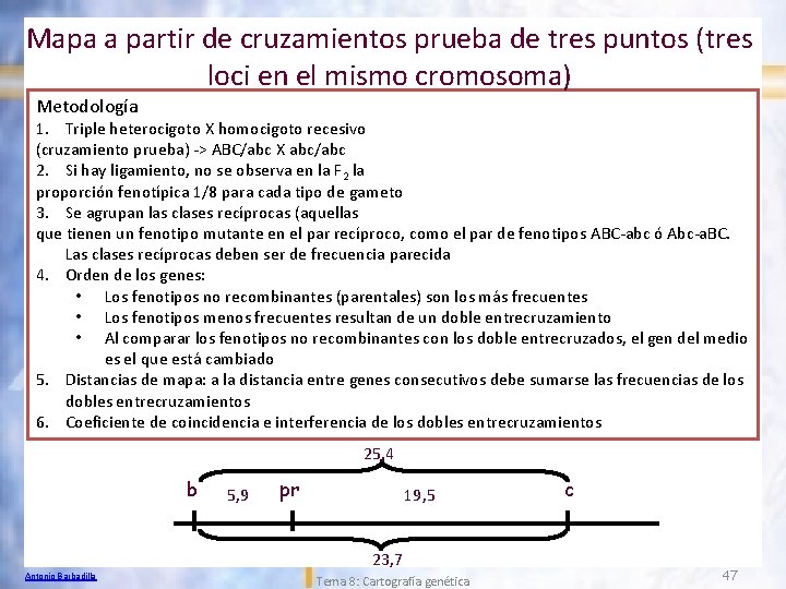 Mapa a partir de cruzamientos prueba de tres puntos (tres loci en el mismo