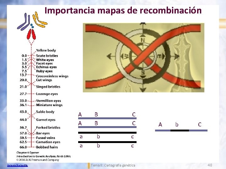 Importancia mapas de recombinación A A a a Antonio Barbadilla B B b b