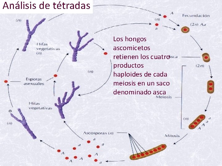 Análisis de tétradas Los hongos ascomicetos retienen los cuatro productos haploides de cada meiosis