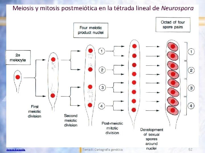 Meiosis y mitosis postmeiótica en la tétrada lineal de Neurospora Antonio Barbadilla Tema 8:
