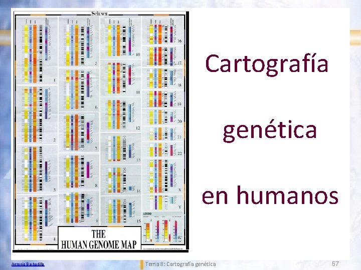 Cartografía genética en humanos Antonio Barbadilla Tema 8: Cartografía genética 57 