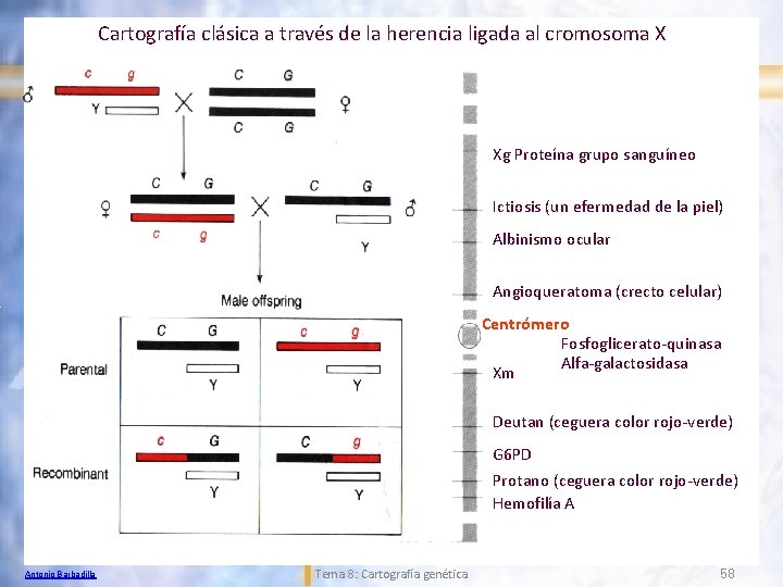 Cartografía clásica a través de la herencia ligada al cromosoma X Xg Proteína grupo