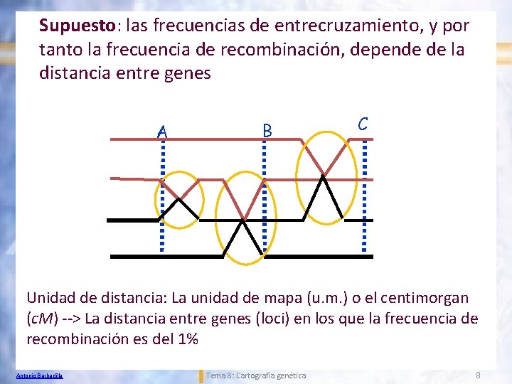 Supuesto: las frecuencias de entrecruzamiento, y por tanto la frecuencia de recombinación, depende de