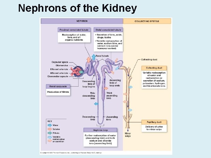 Nephrons of the Kidney 