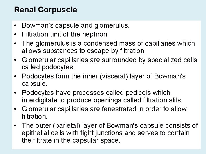 Renal Corpuscle • Bowman’s capsule and glomerulus. • Filtration unit of the nephron •