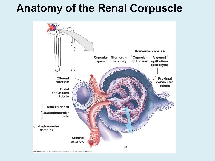 Anatomy of the Renal Corpuscle 