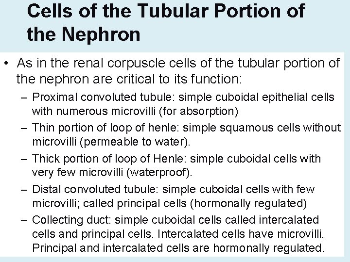 Cells of the Tubular Portion of the Nephron • As in the renal corpuscle