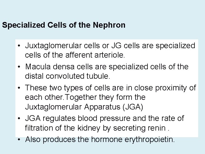 Specialized Cells of the Nephron • Juxtaglomerular cells or JG cells are specialized cells
