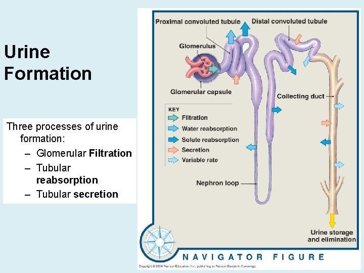 Urine Formation Three processes of urine formation: – Glomerular Filtration – Tubular reabsorption –