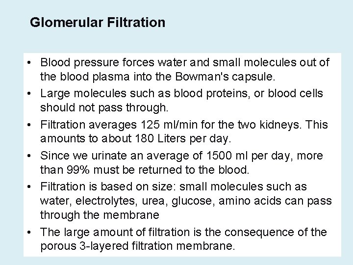 Glomerular Filtration • Blood pressure forces water and small molecules out of the blood