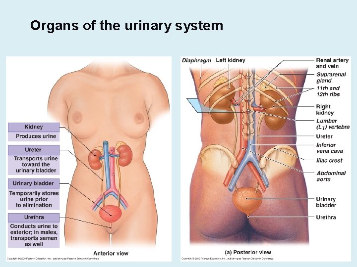 Organs of the urinary system 