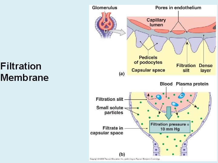 Filtration Membrane 