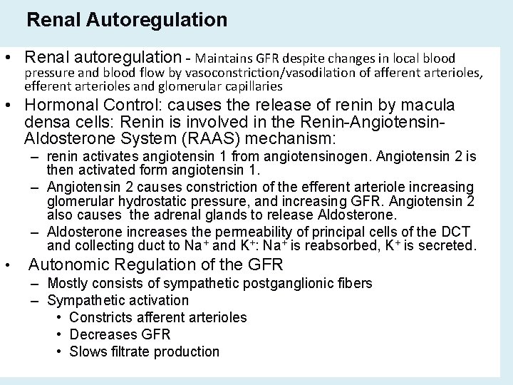 Renal Autoregulation • Renal autoregulation - Maintains GFR despite changes in local blood pressure