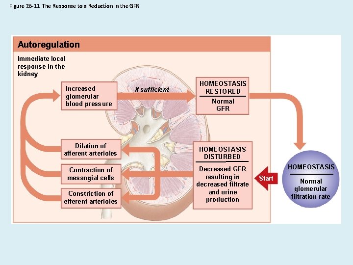 Figure 26 -11 The Response to a Reduction in the GFR Autoregulation Immediate local