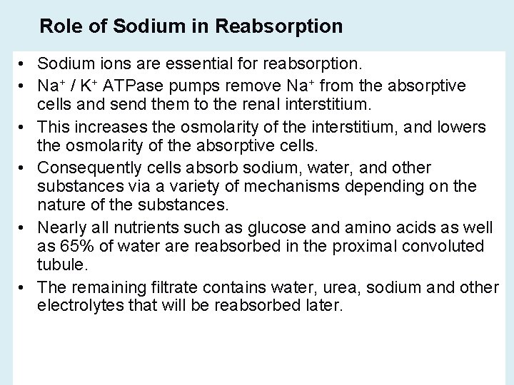 Role of Sodium in Reabsorption • Sodium ions are essential for reabsorption. • Na+