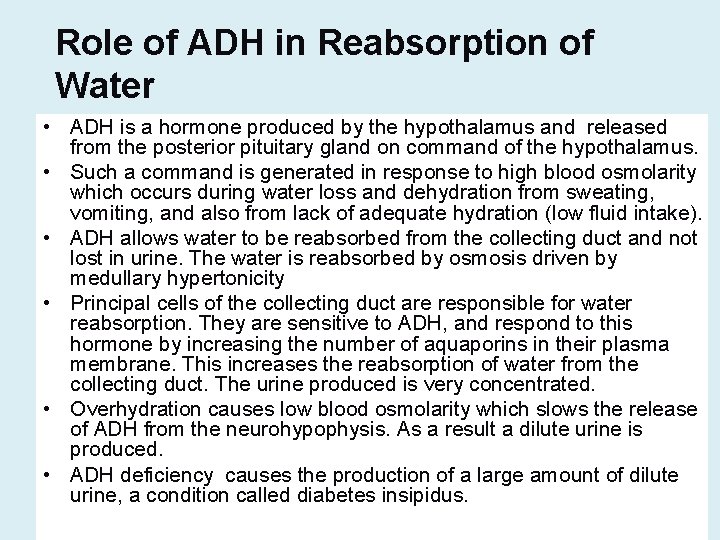 Role of ADH in Reabsorption of Water • ADH is a hormone produced by