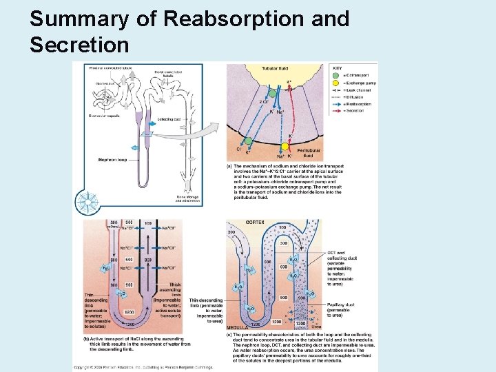 Summary of Reabsorption and Secretion 