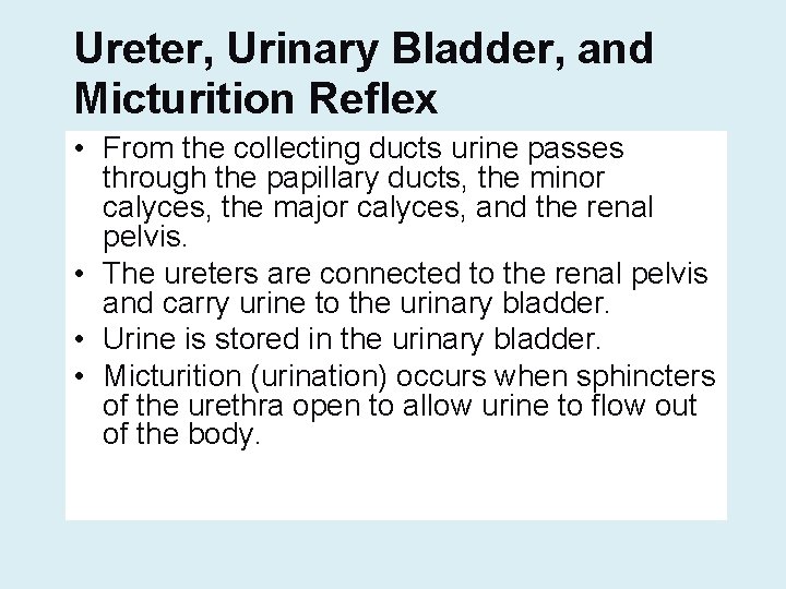 Ureter, Urinary Bladder, and Micturition Reflex • From the collecting ducts urine passes through