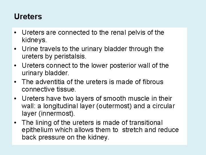 Ureters • Ureters are connected to the renal pelvis of the kidneys. • Urine