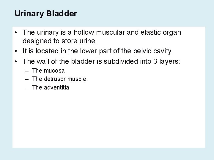 Urinary Bladder • The urinary is a hollow muscular and elastic organ designed to