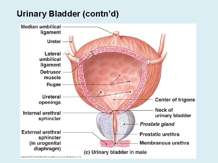 Urinary Bladder (contn’d) 