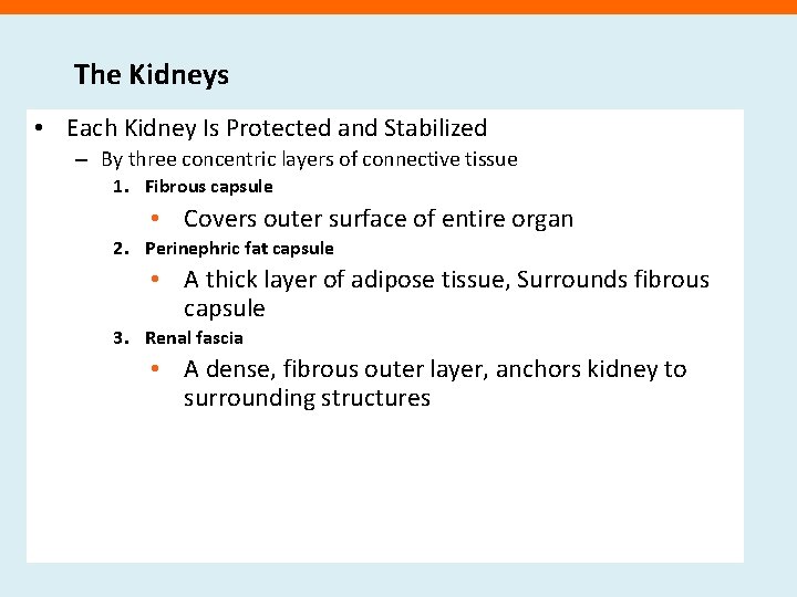 The Kidneys • Each Kidney Is Protected and Stabilized – By three concentric layers