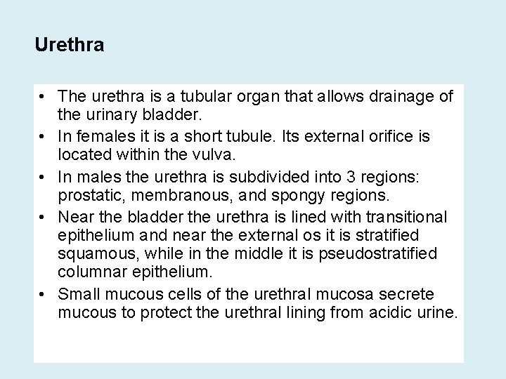 Urethra • The urethra is a tubular organ that allows drainage of the urinary