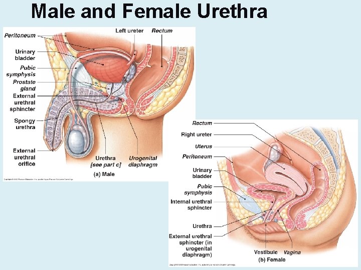 Male and Female Urethra 