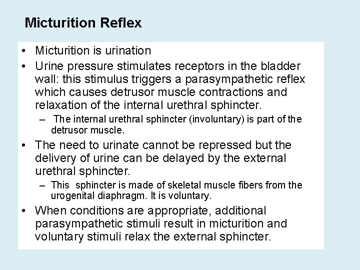 Micturition Reflex • Micturition is urination • Urine pressure stimulates receptors in the bladder