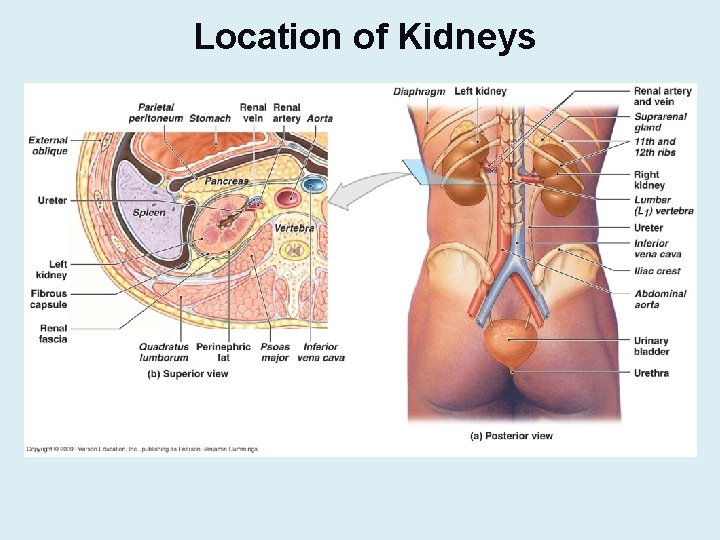 Location of Kidneys 