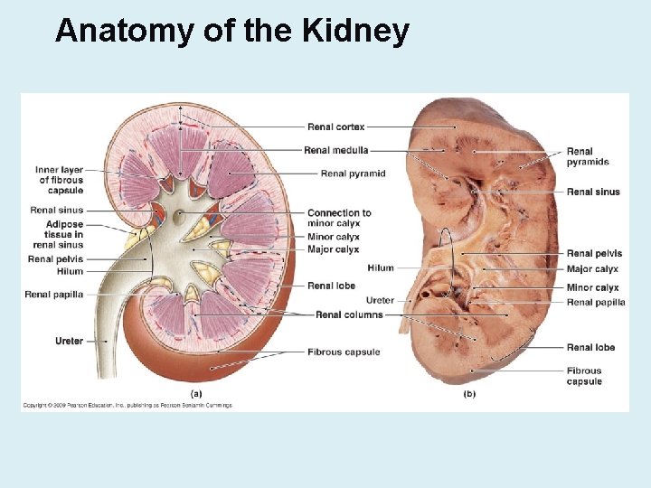 Anatomy of the Kidney 