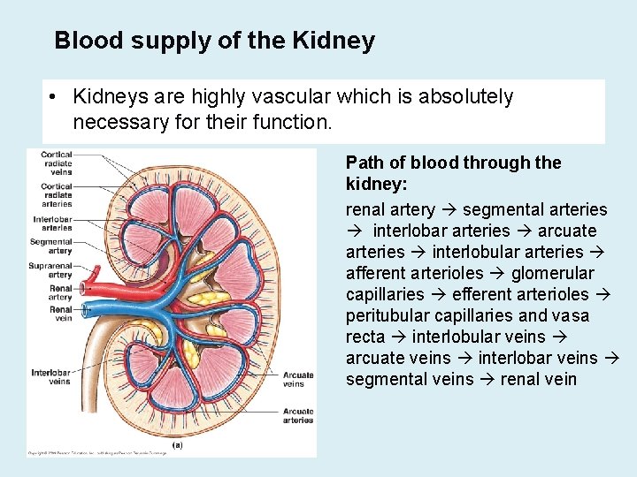Blood supply of the Kidney • Kidneys are highly vascular which is absolutely necessary