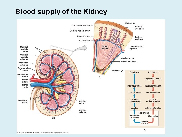 Blood supply of the Kidney 